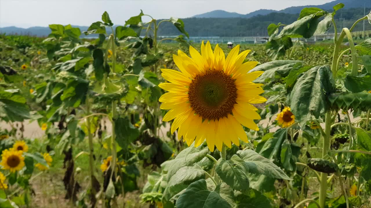 宁静自然的向日葵田视频下载