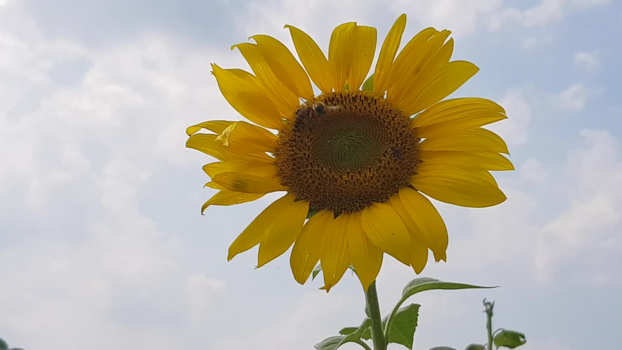 阳光明媚的日子，向日葵地里有蜜蜂视频下载