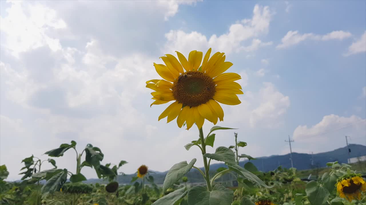 阳光明媚的日子，向日葵地里有蜜蜂视频下载