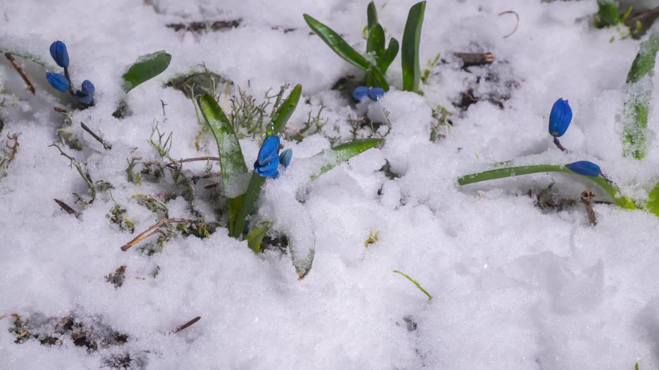 蓝色的雪花莲和雪在春天融化视频素材