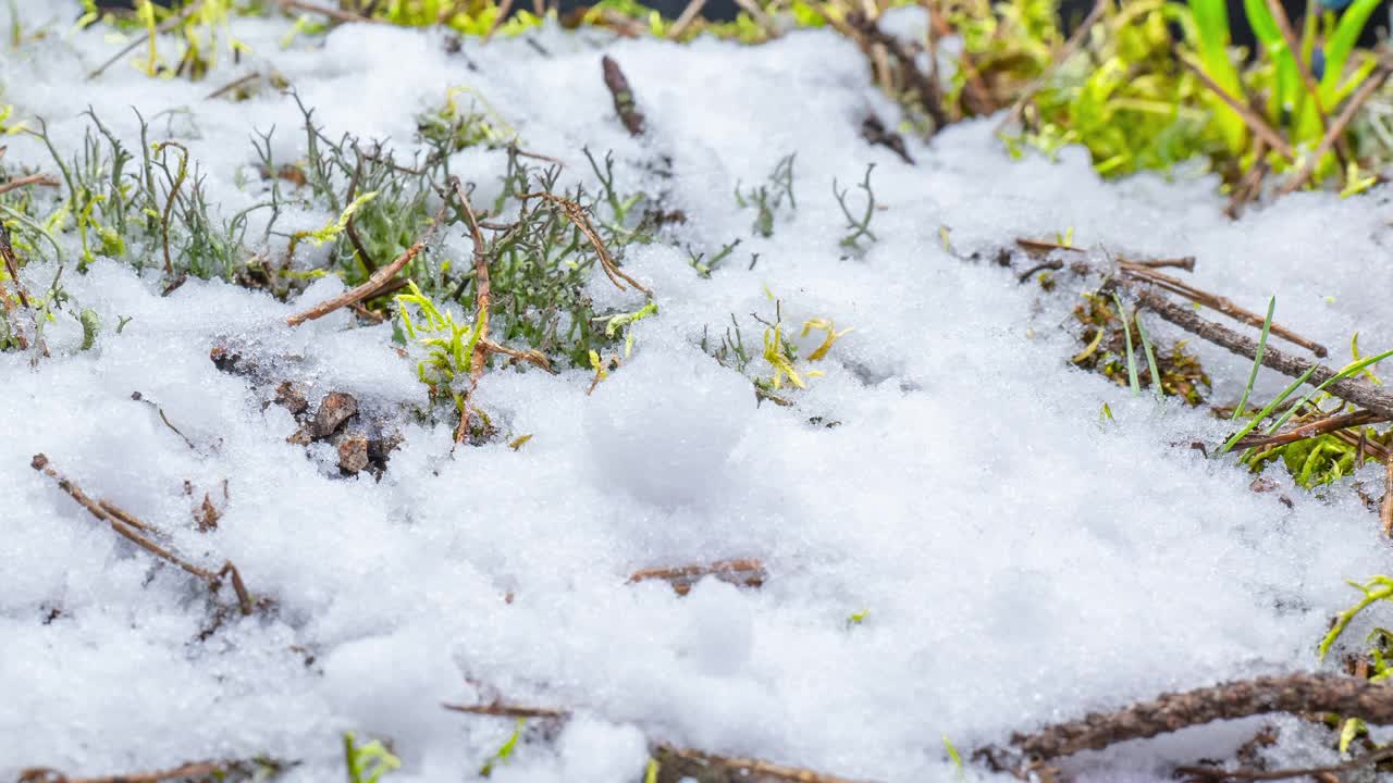 微距延时拍摄闪亮融化的雪粒子变成液态水和揭示绿色的草和苔藓视频素材