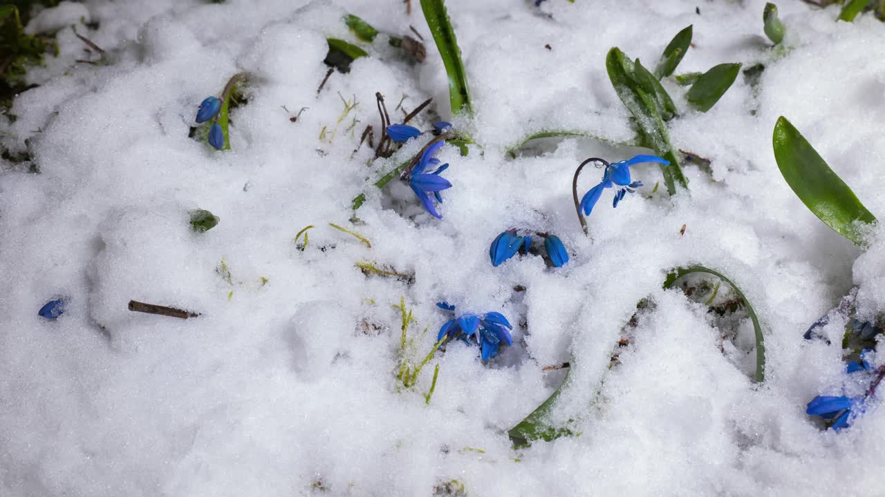 蓝色的雪花莲和雪在春天融化视频素材