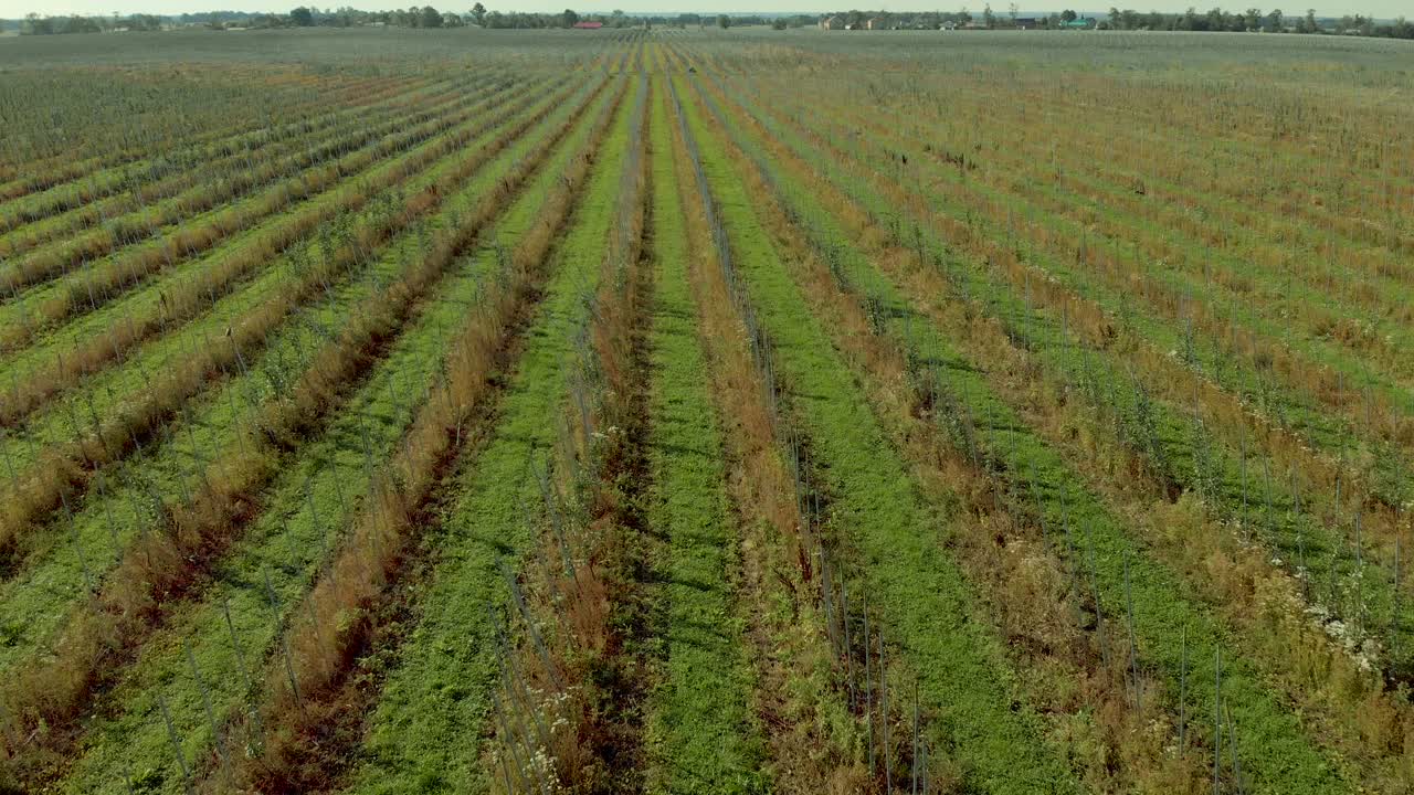 苹果园鸟瞰图。飞在苹果园上空。在水果种植园上空驾驶无人机。视频素材