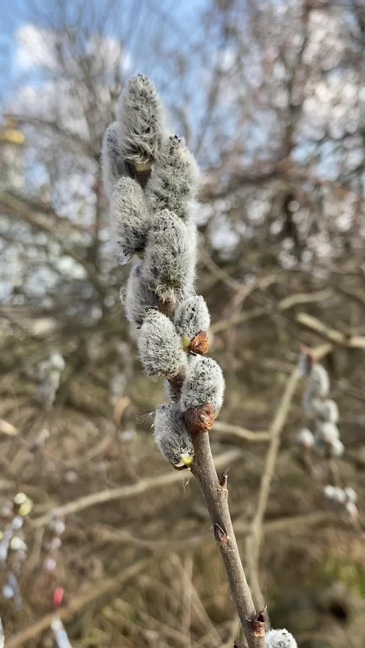 柳枝上有柳絮，春色背景。柳树科木本植物的一个属视频素材