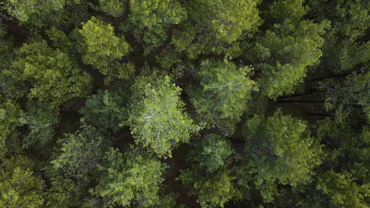 早春森林空中鸟瞰松木与绿色针叶树与树枝与针在自然界视频素材