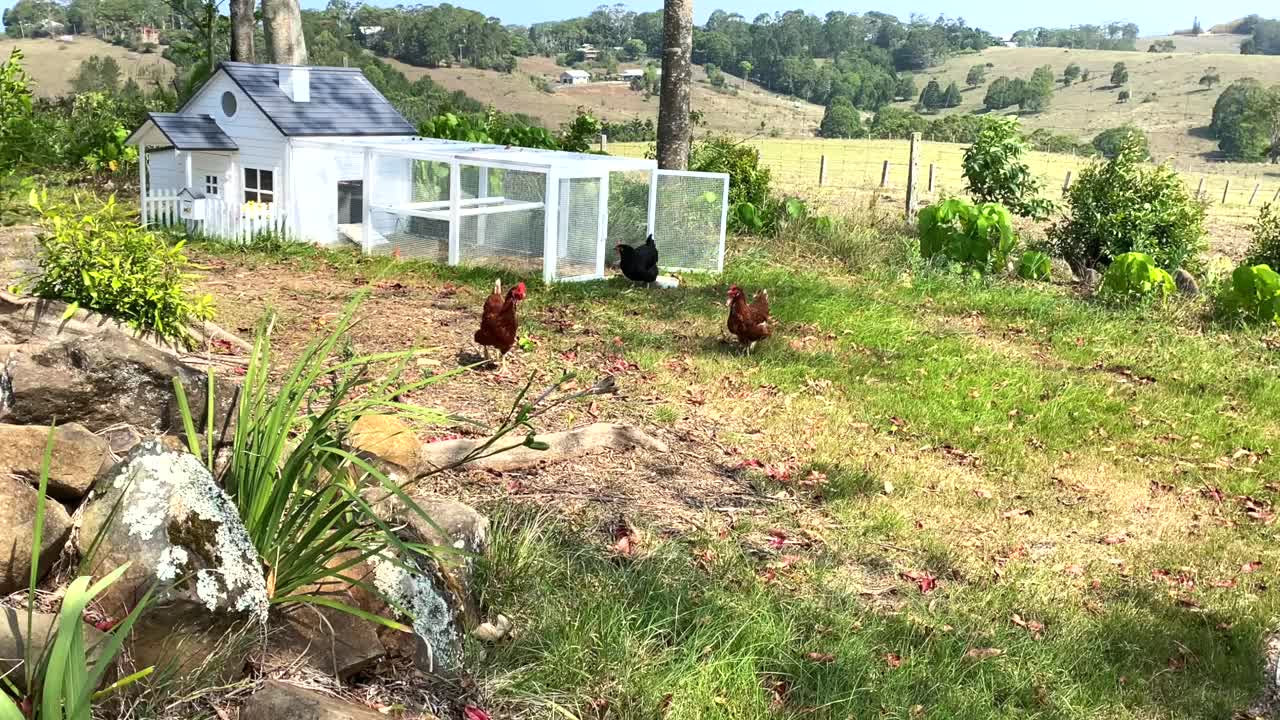 放养宠物鸡啄食茂盛的乡村土地视频素材