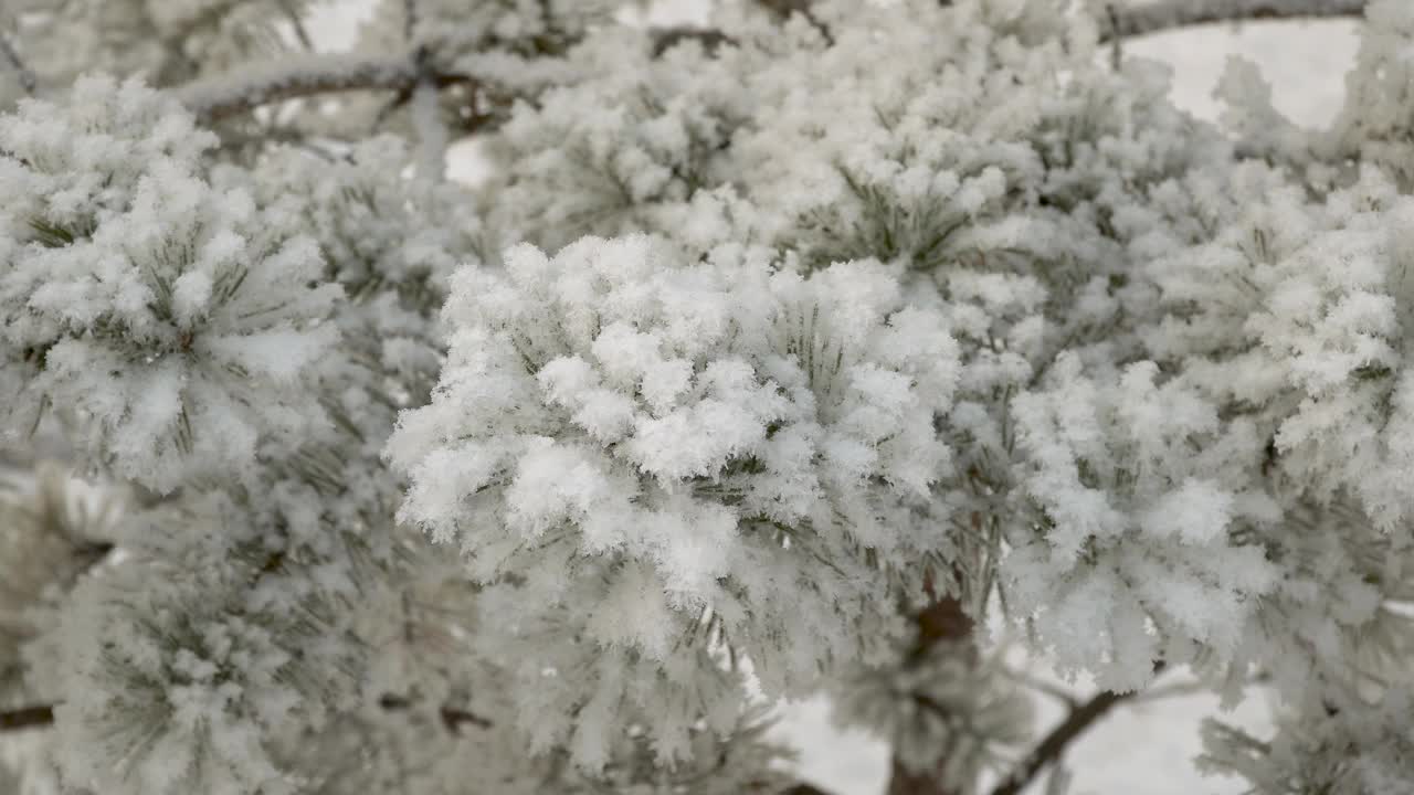 白雪覆盖的松树枝特写。美丽的树覆盖着新雪。令人难以置信的冬季花园。圣诞树。视频素材