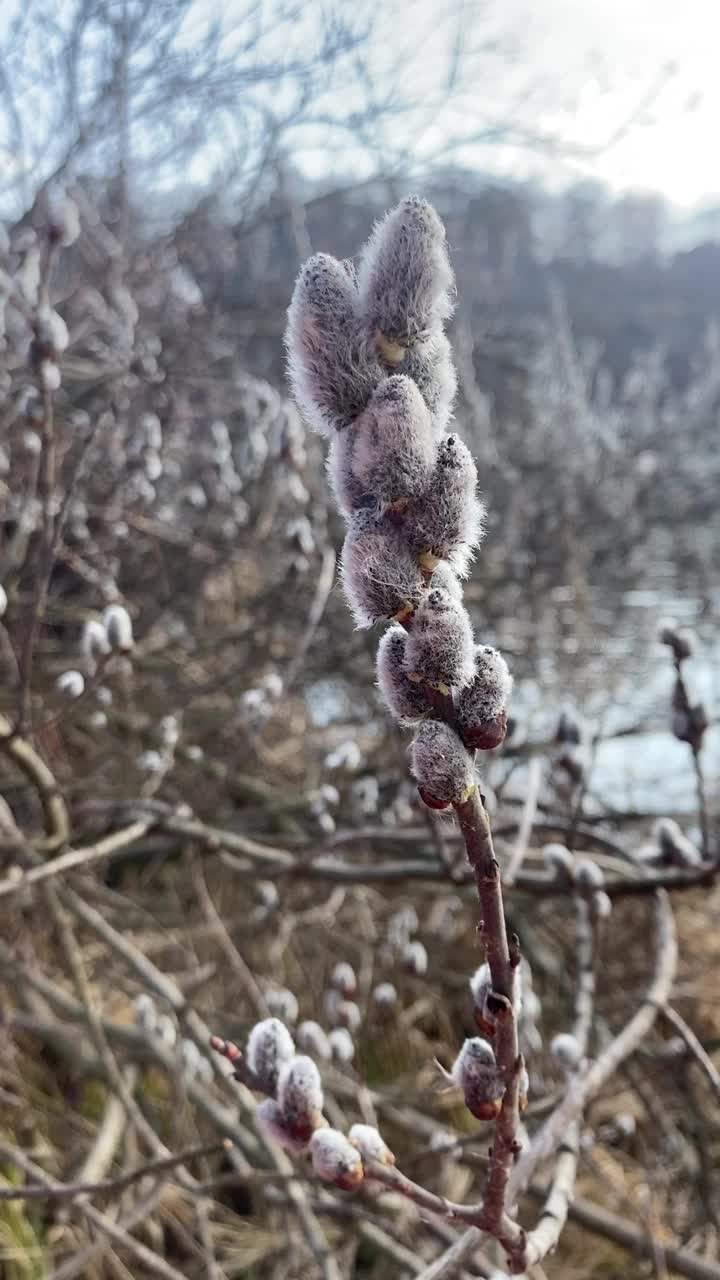 柳枝上有柳絮，春色背景。柳树科木本植物的一个属视频素材