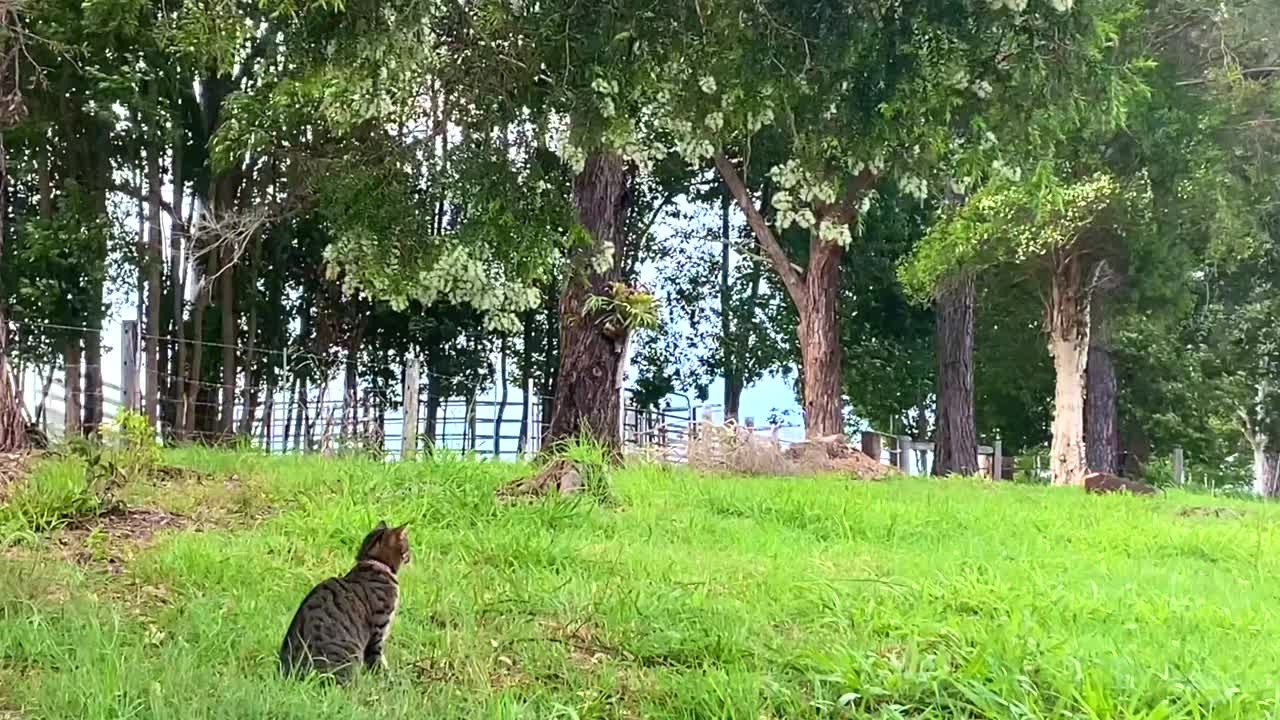 猫在风中爬上一棵大树，小狗在一旁看着视频素材