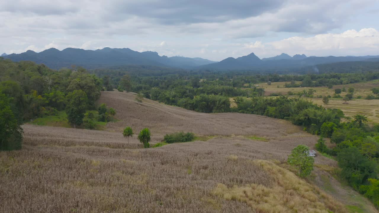 鸟瞰旱草、稻谷、农作物田，绿色山岗农业理念。泰国的自然景观背景。收成。干旱。视频素材