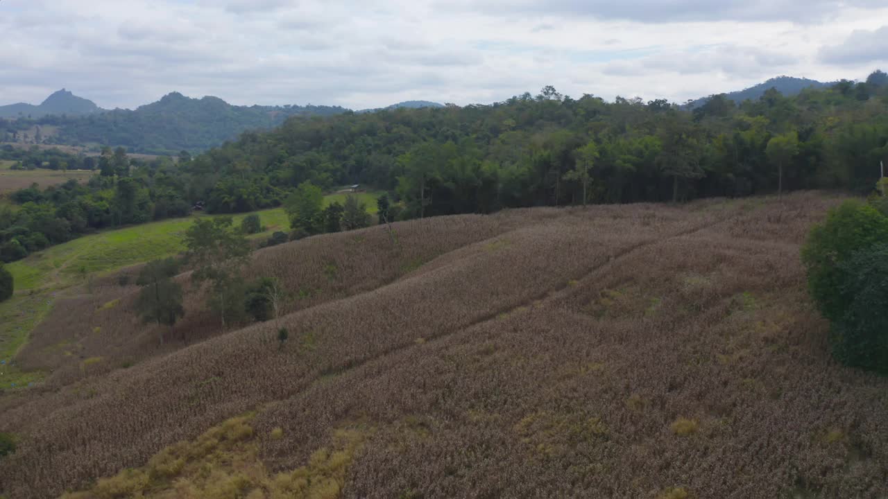 鸟瞰旱草、稻谷、农作物田，绿色山岗农业理念。泰国的自然景观背景。收成。干旱。视频素材