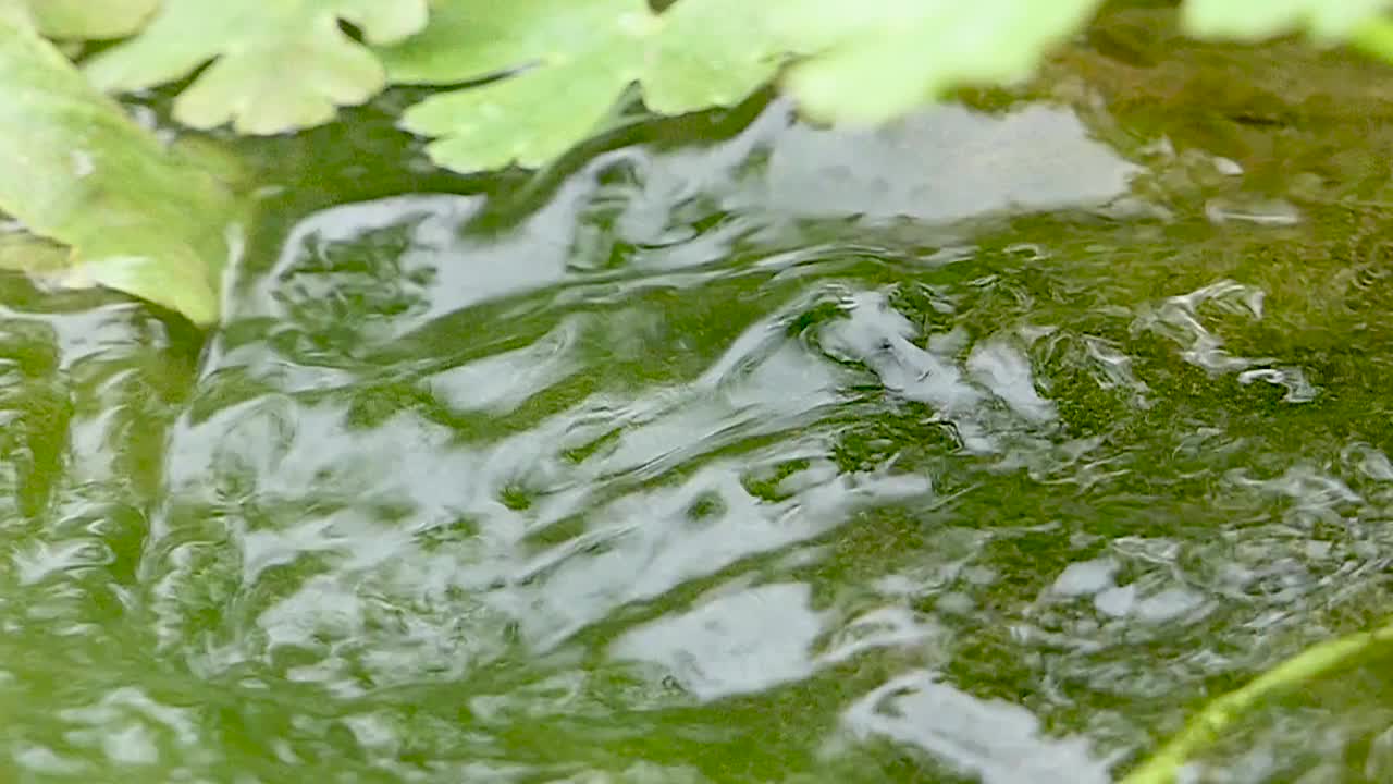 森林河流或湖泊的地表水背景。平静放松的背景。河近丰清溪。清水慢动作中的光反射。惊人的波浪在河面荡漾。视频素材