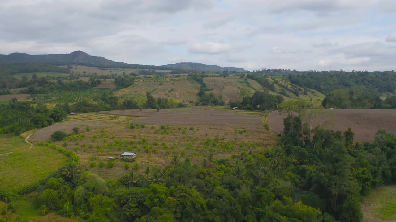 鸟瞰旱草、稻谷、农作物田，绿色山岗农业理念。泰国的自然景观背景。收成。干旱。视频素材