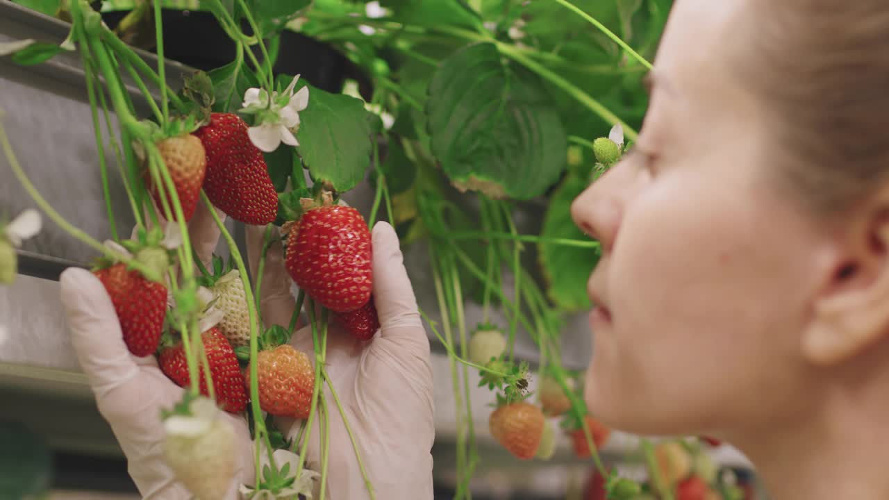 闻草莓果实的女性苗圃工人视频素材