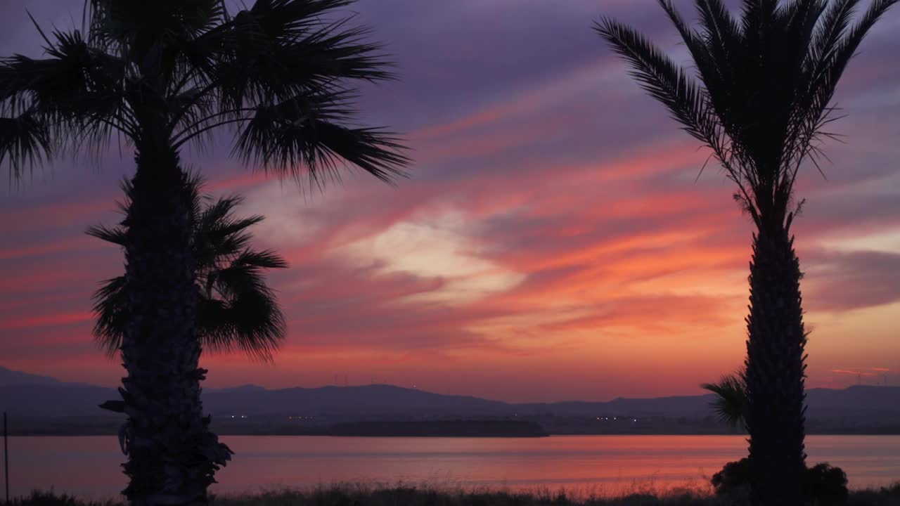 两棵棕榈树在夕阳的彩色背景上。微距拍摄的手掌轮廓对天空在黄昏视频素材