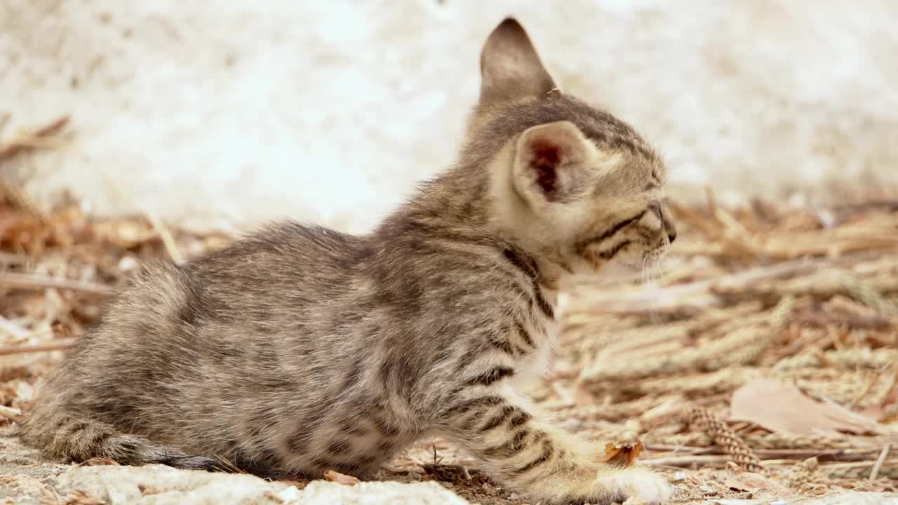 在外面流浪的小猫。街上的小猫躺在户外的地上。流浪可爱小猫休息视频下载