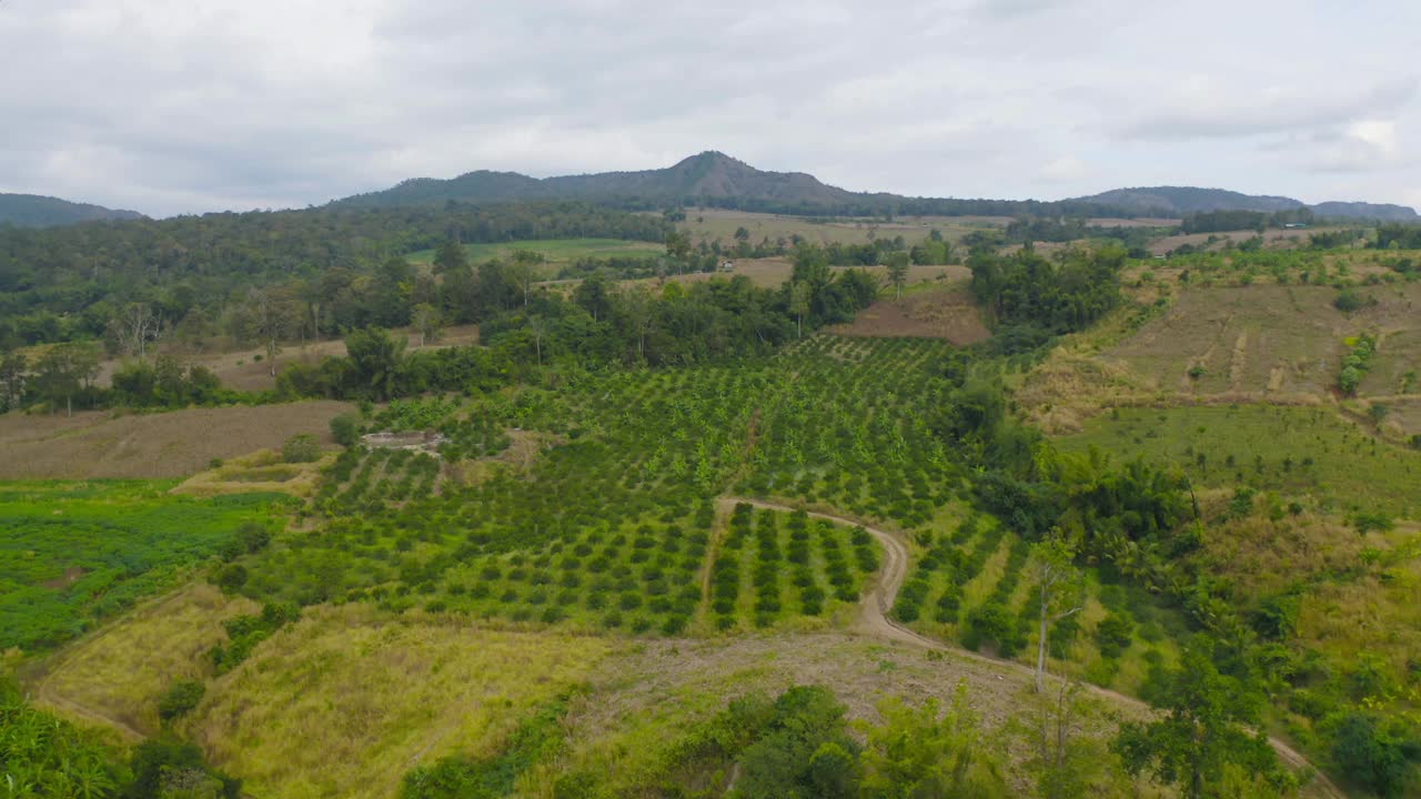 鸟瞰旱草、稻谷、农作物田，绿色山岗农业理念。泰国的自然景观背景。收成。干旱。视频素材