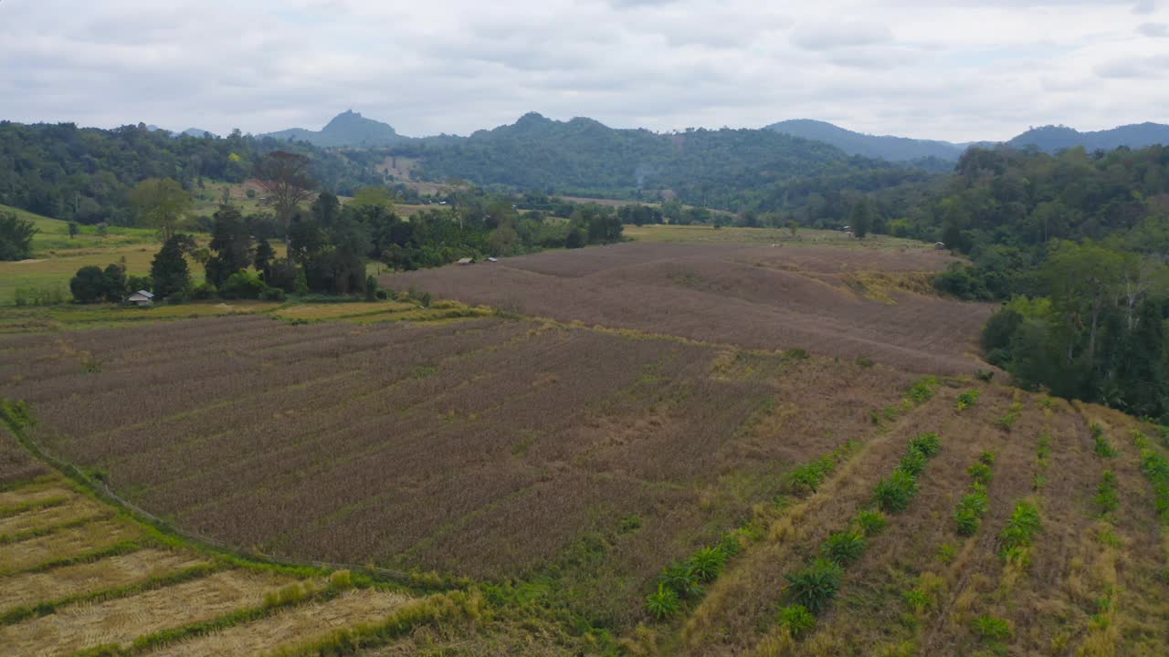 鸟瞰旱草、稻谷、农作物田，绿色山岗农业理念。泰国的自然景观背景。收成。干旱。视频素材