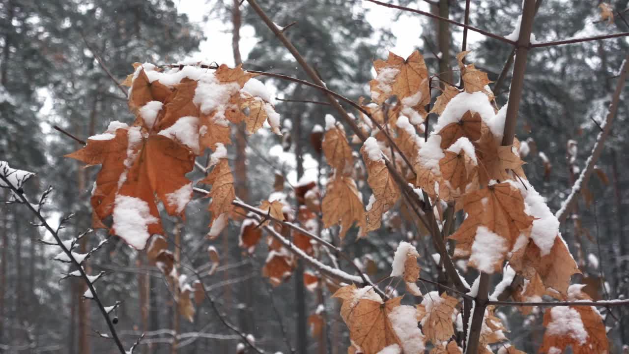 特写的树枝与干燥的枫叶在冬季松树林的背景视频素材