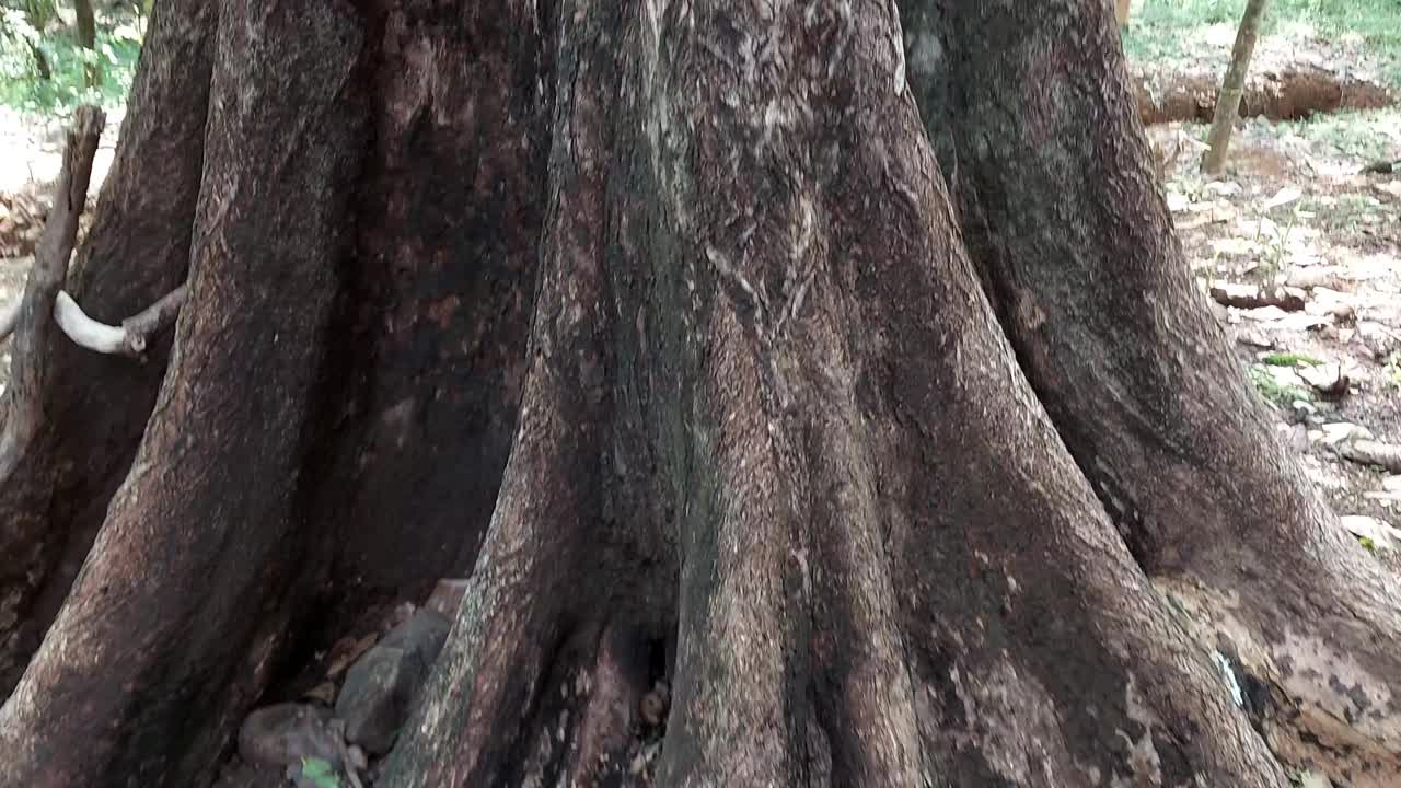 从印度喀拉拉邦望去，森林里一棵高大的老树视频素材