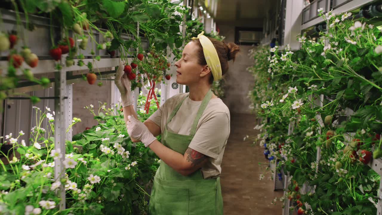 女苗圃工人测量草莓果实视频素材