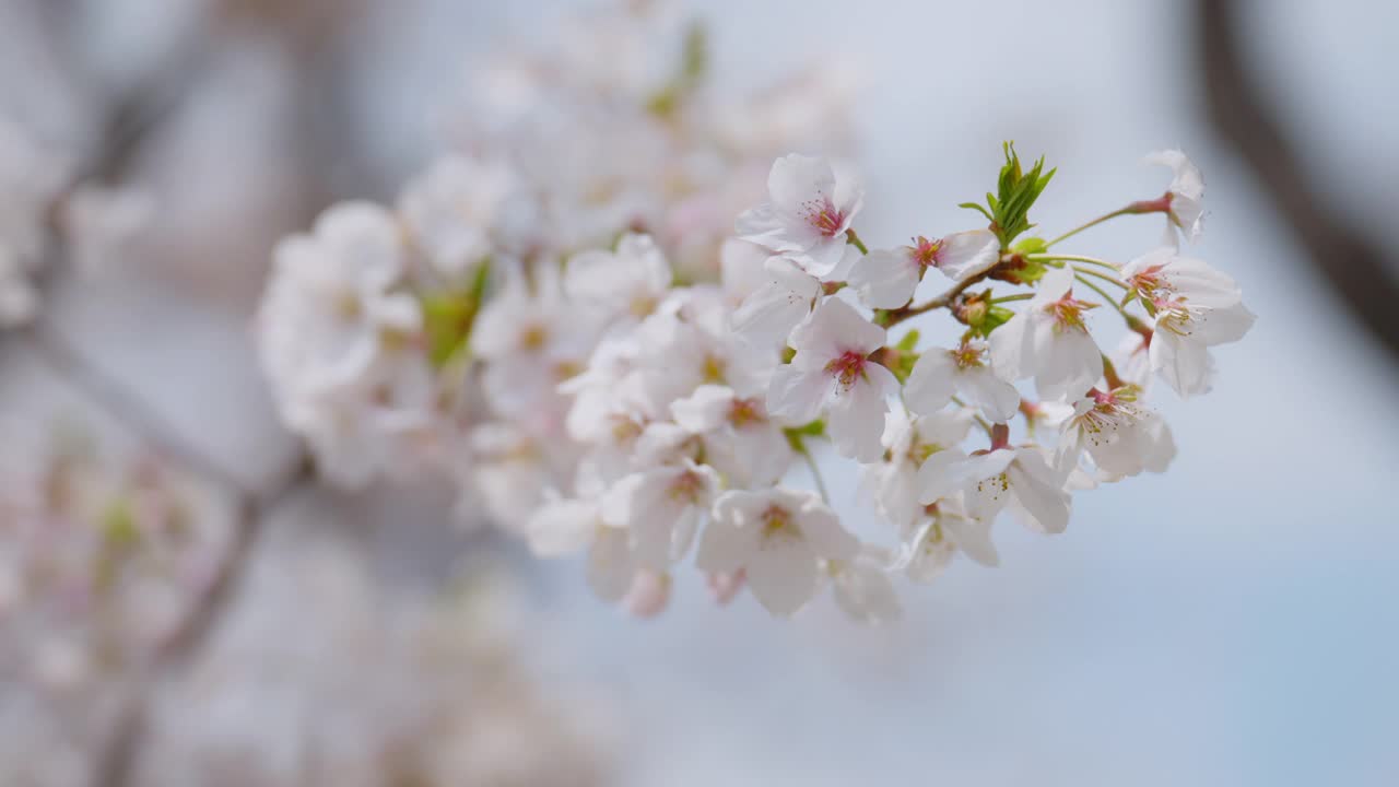 日本东京春天樱花在风中摇曳视频素材