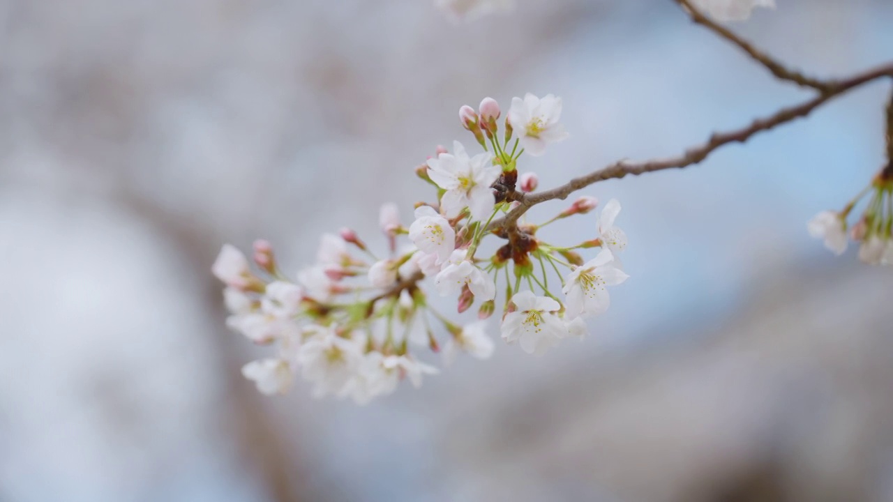 日本东京春天樱花在风中摇曳视频素材