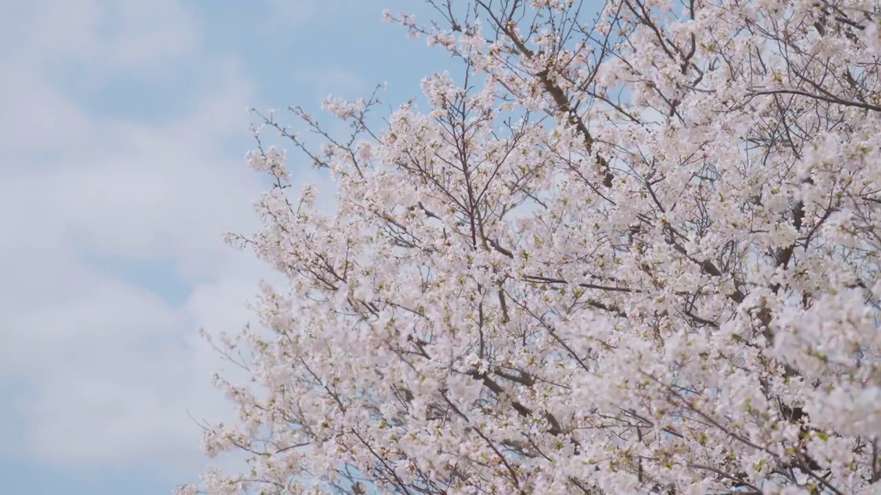 日本东京春天樱花在风中摇曳视频素材