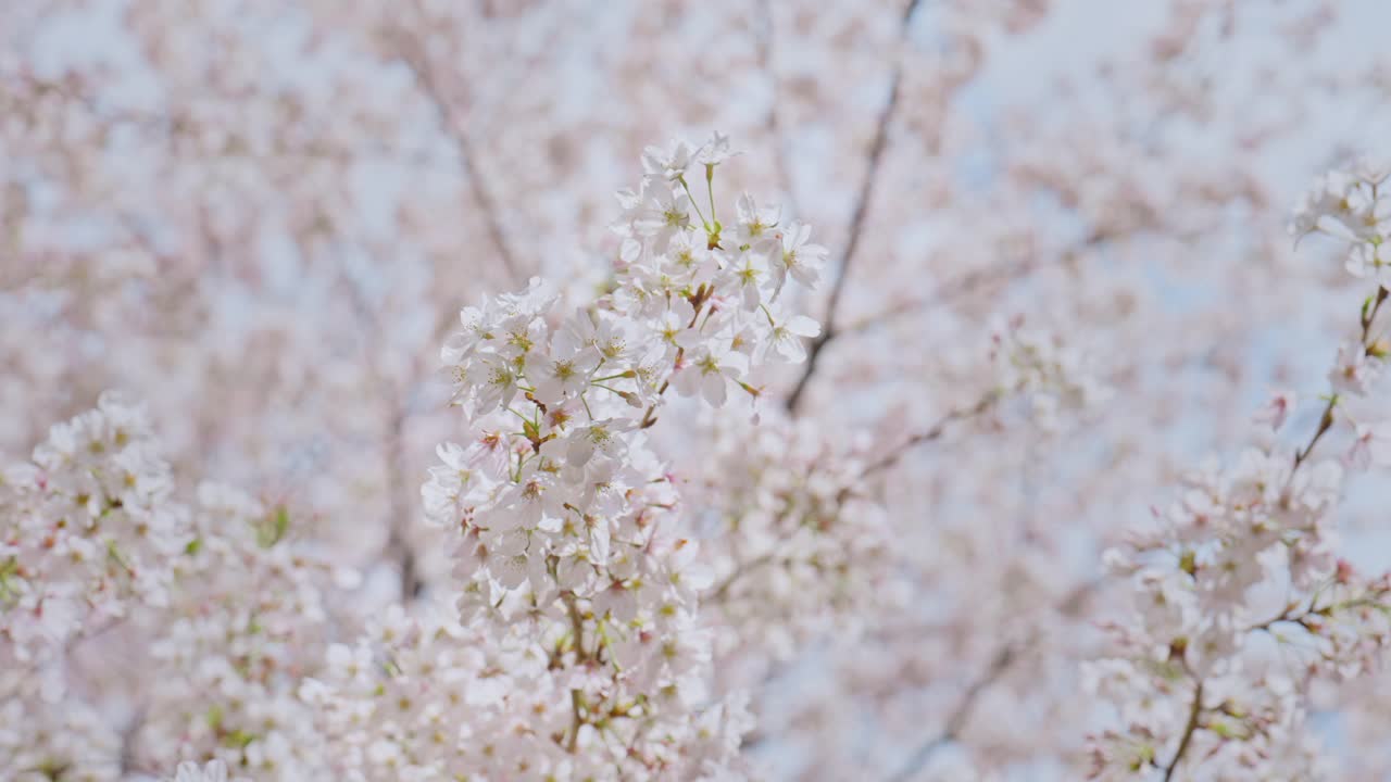 日本东京春天樱花在风中摇曳视频素材