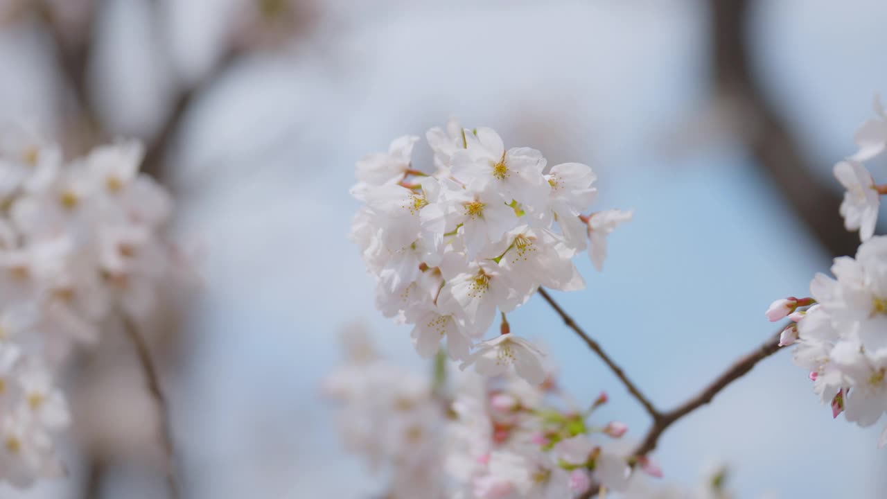 日本东京春天樱花在风中摇曳视频素材