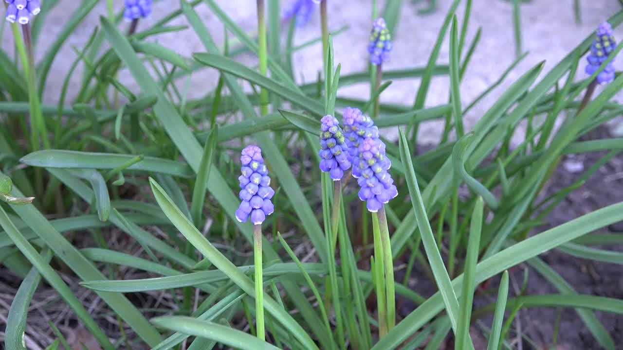 杏-葡萄风信子在早春开花视频素材