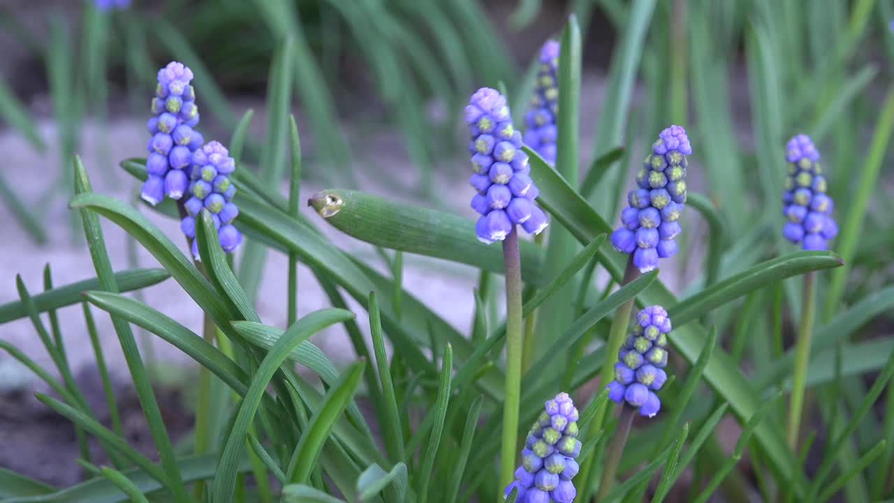 蓝麝香花园视频素材