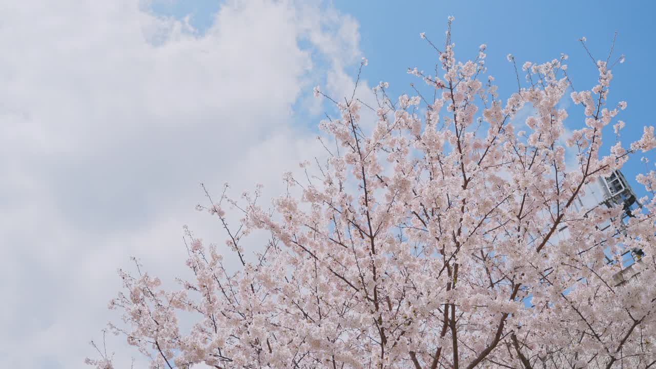 日本东京春天樱花在风中摇曳视频素材