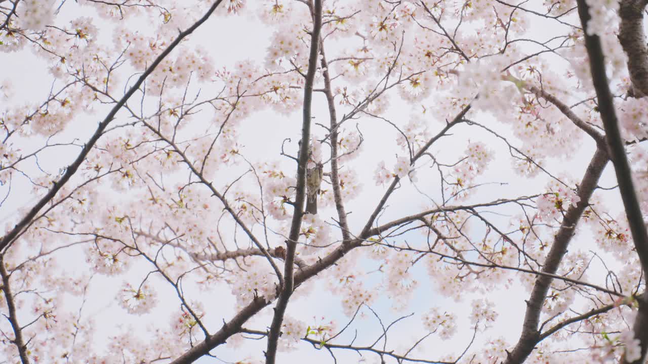 日本东京春天樱花在风中摇曳视频素材