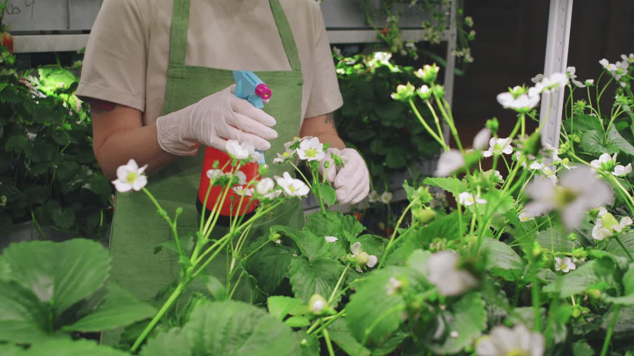 在温室里给草莓浇水视频素材