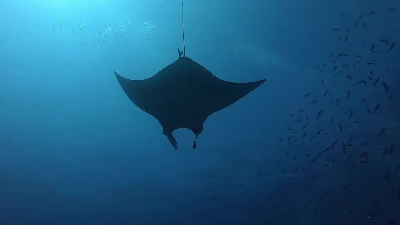 黑色海洋蝠鲼漂浮在蓝色的水背景上视频素材