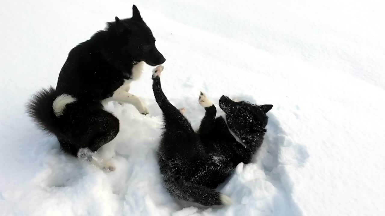 两只俄罗斯-欧洲哈士奇狗在西伯利亚的雪地上玩耍。视频素材