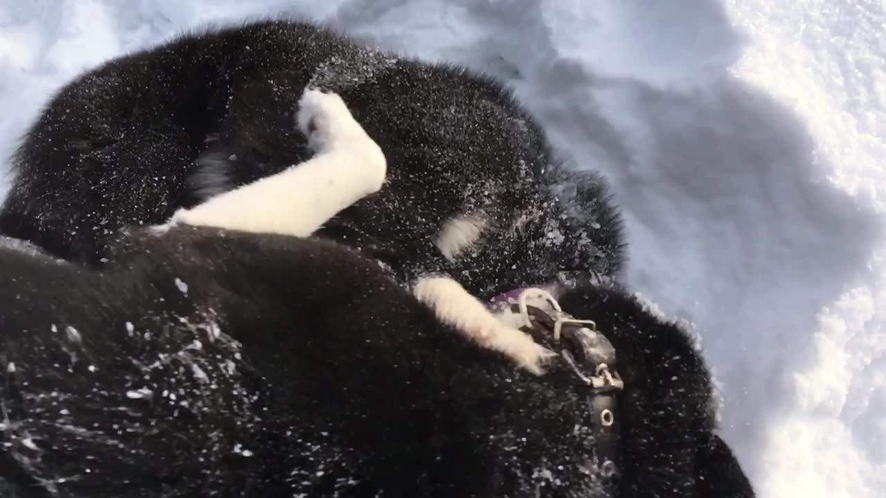 两只俄罗斯-欧洲哈士奇狗在西伯利亚的雪地上玩耍。视频素材