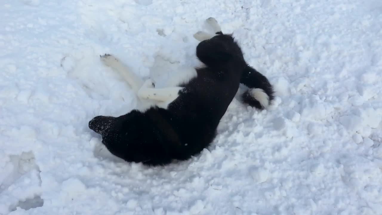 两只俄罗斯-欧洲哈士奇狗在西伯利亚的雪地上玩耍。视频素材