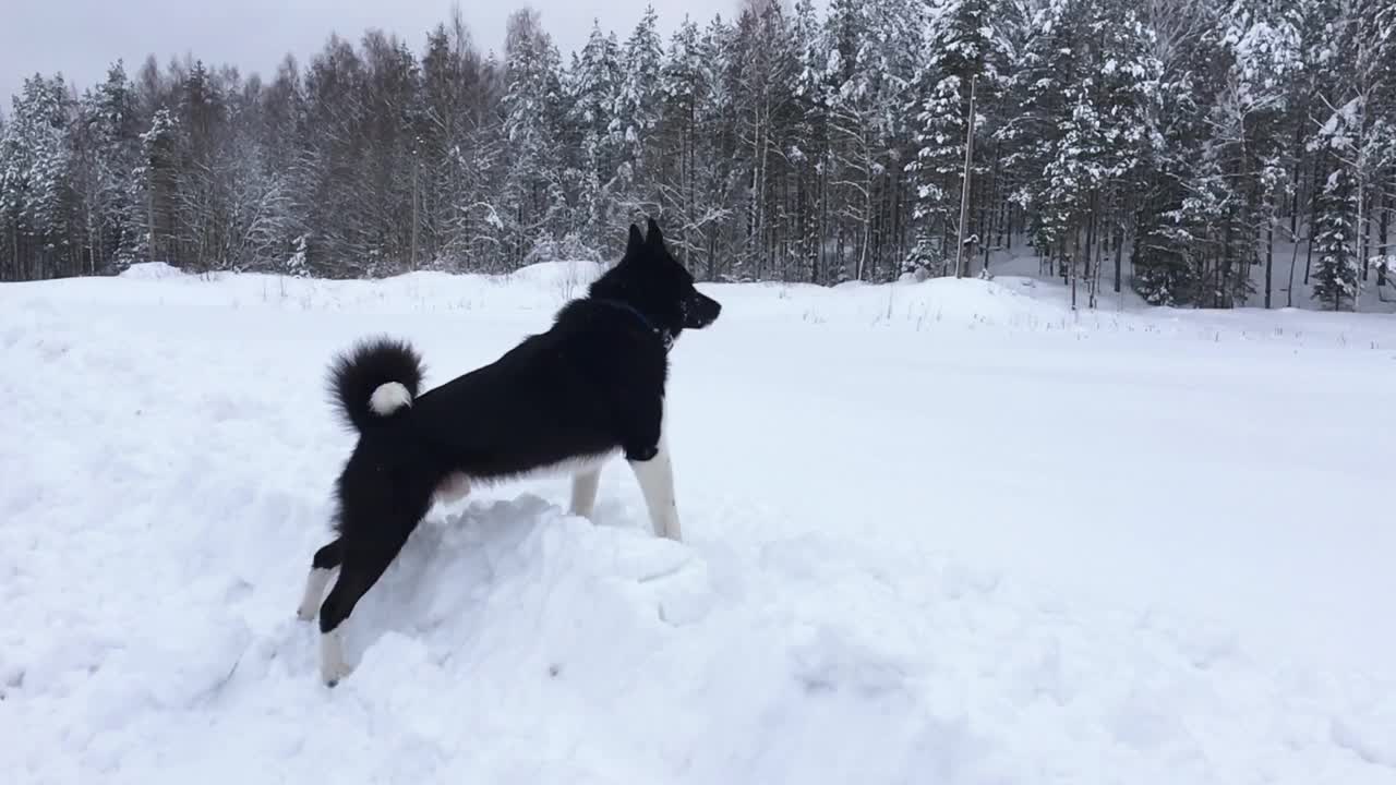 两只俄罗斯-欧洲哈士奇狗在西伯利亚的雪地上玩耍。视频素材