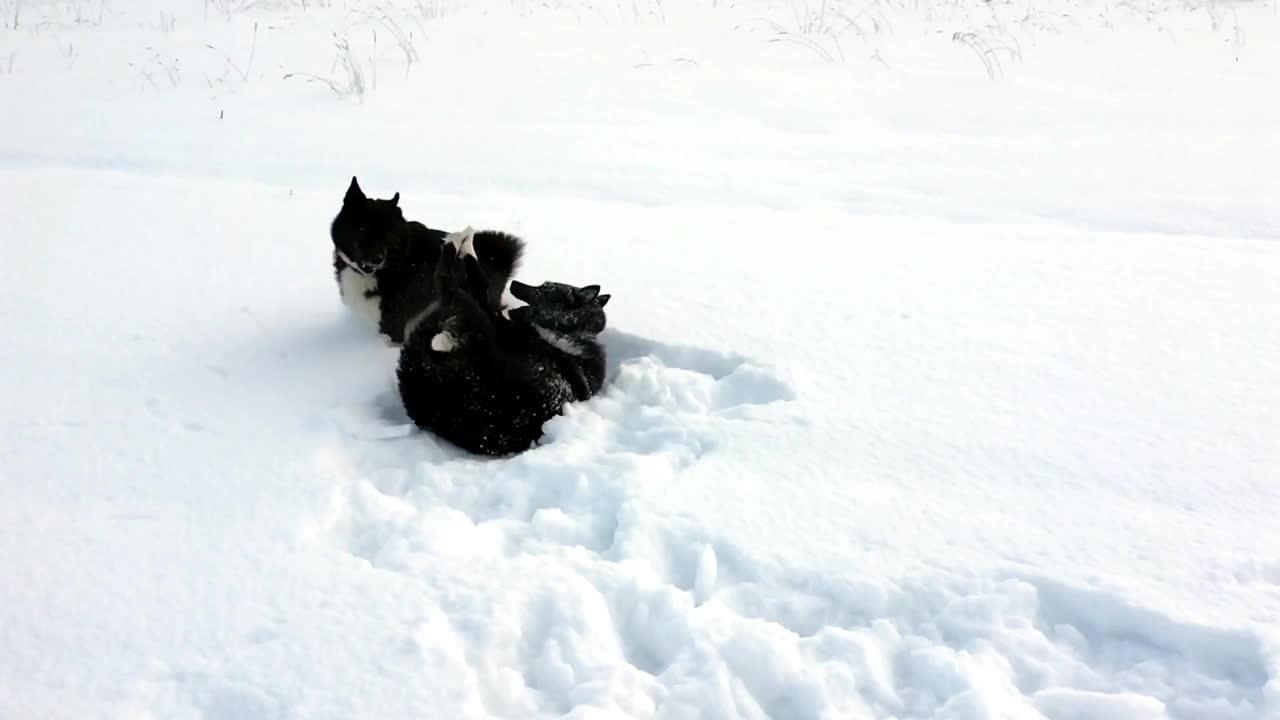 两只俄罗斯-欧洲哈士奇狗在西伯利亚的雪地上玩耍。视频素材