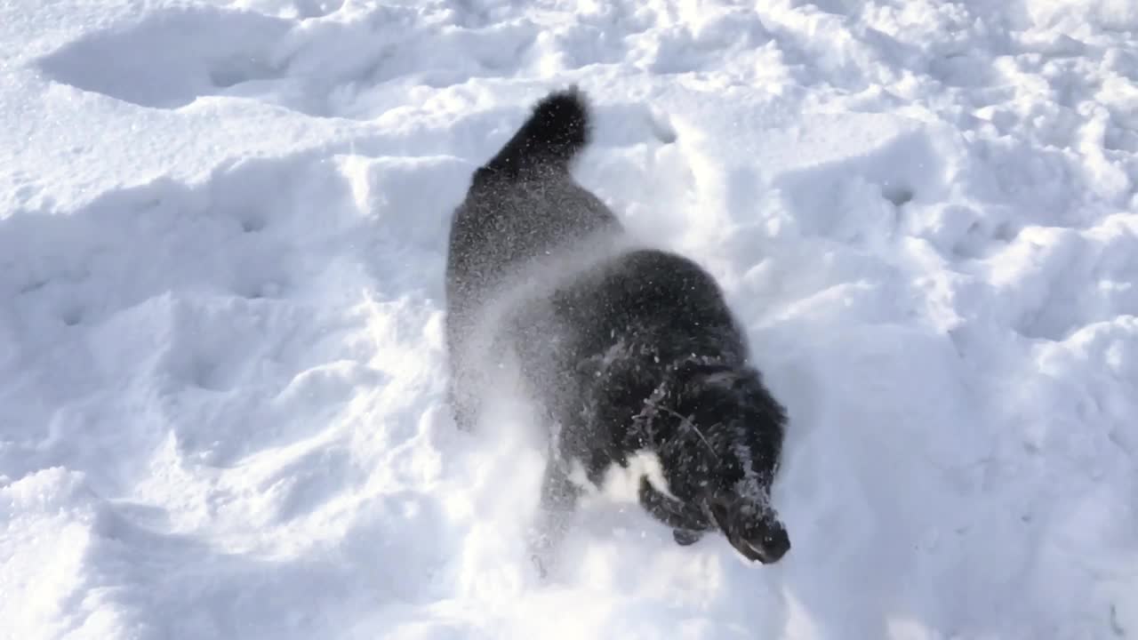 两只俄罗斯-欧洲哈士奇狗在西伯利亚的雪地上玩耍。视频素材