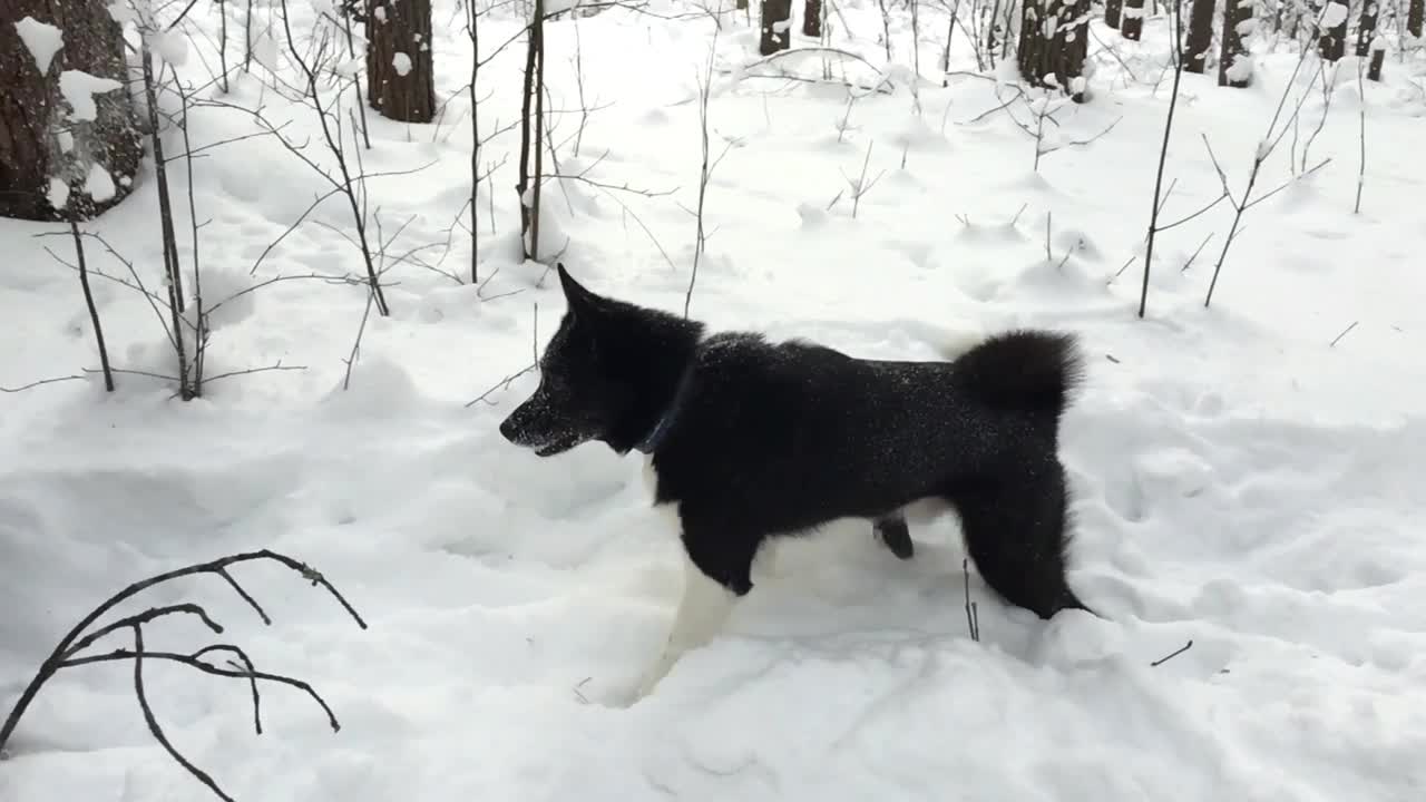 两只俄罗斯-欧洲哈士奇狗在西伯利亚的雪地上玩耍。视频素材