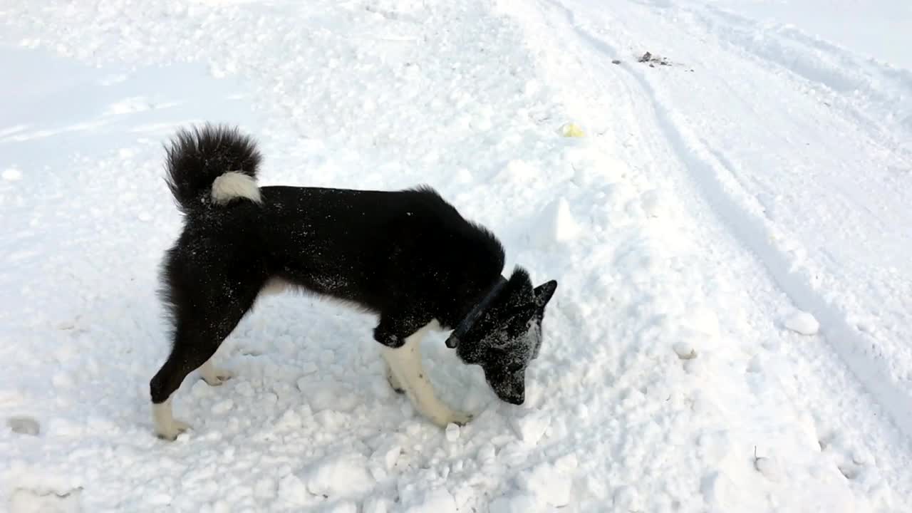 两只俄罗斯-欧洲哈士奇狗在西伯利亚的雪地上玩耍。视频素材