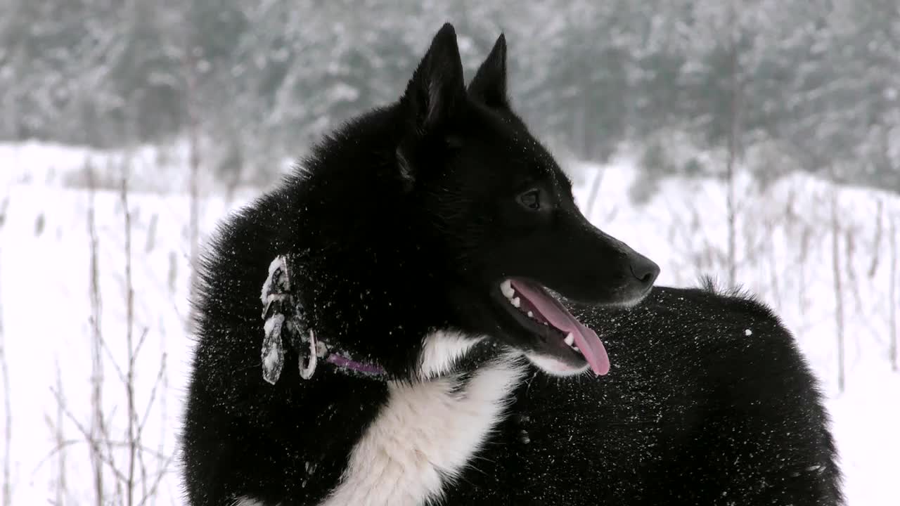 两只俄罗斯-欧洲哈士奇狗在西伯利亚的雪地上玩耍。视频素材