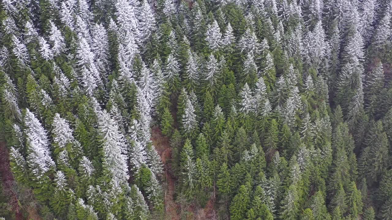 雪覆盖的森林视频素材