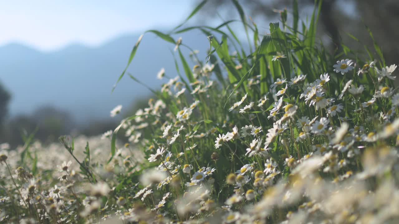 雏菊在阳光明媚的春日田野里视频素材