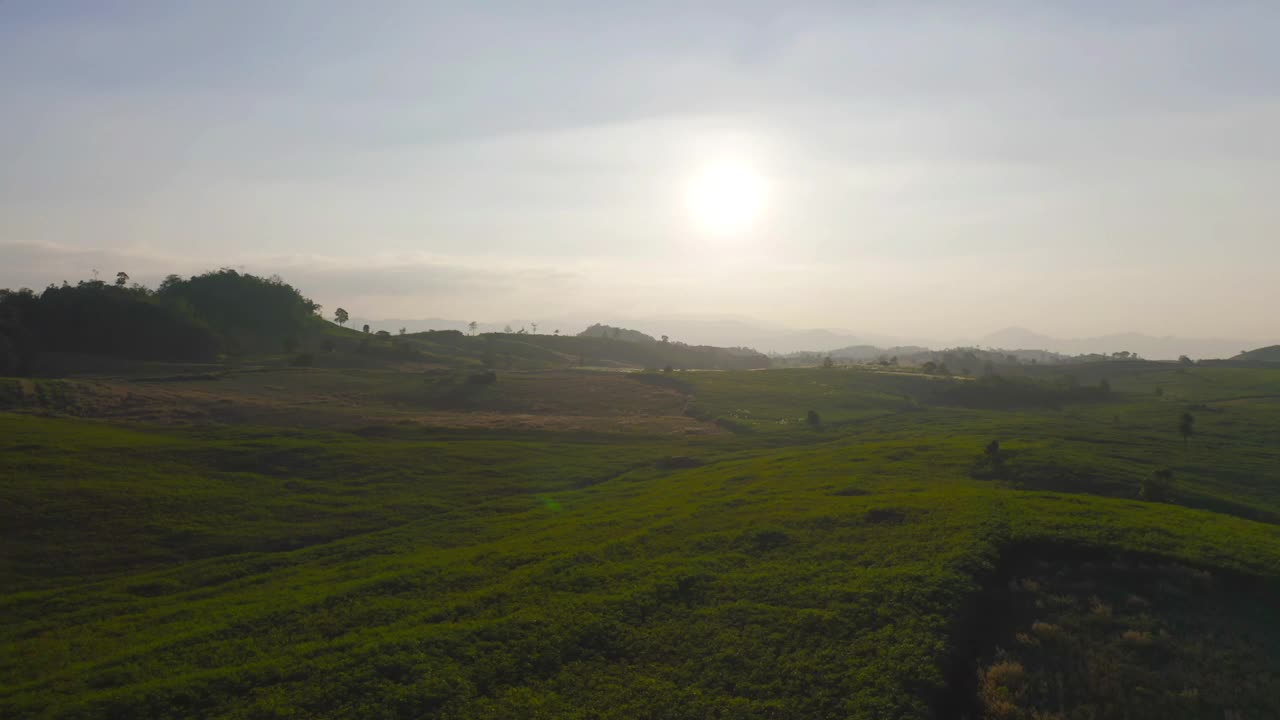 鸟瞰旱草、稻谷、农作物田，绿色山岗农业理念。泰国的自然景观背景。收成。干旱。视频素材