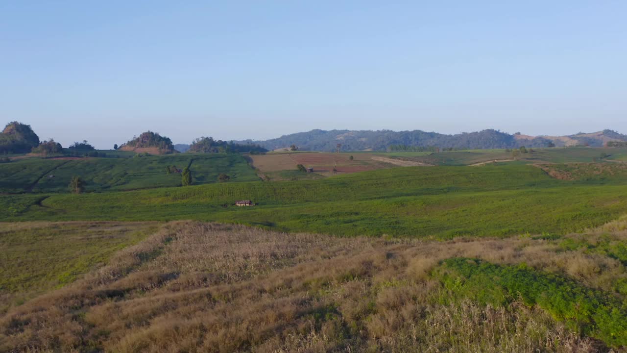 鸟瞰旱草、稻谷、农作物田，绿色山岗农业理念。泰国的自然景观背景。收成。干旱。视频素材