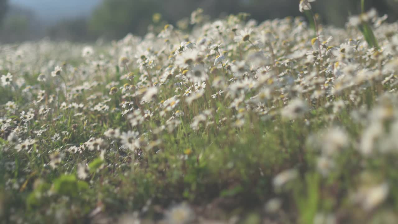 雏菊在阳光明媚的春日田野里视频素材